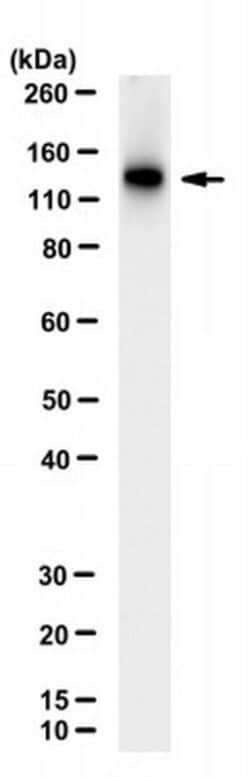 Nup133 Rat anti-Mouse, Clone: 3C11G6, MilliporeSigma™